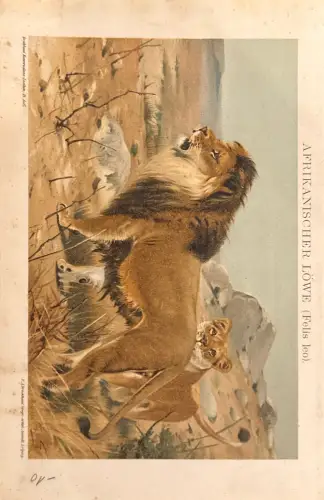 Brockhaus-Lexikon Tafel „Afrikanischer Löwe“, Farbdruck, Rand-/Stockflecken