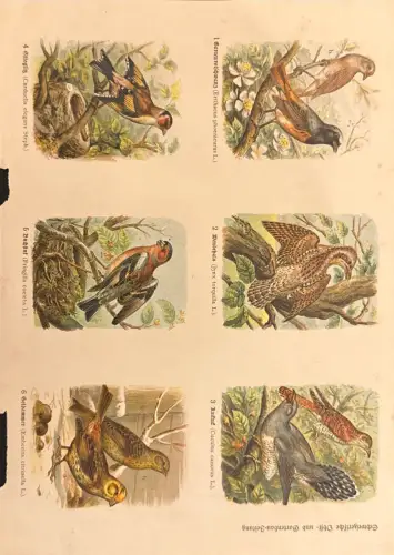 Ornithol. Farbtafel mit Singvögeln, lat. Beschriftung; Randflecken, Papierflecken