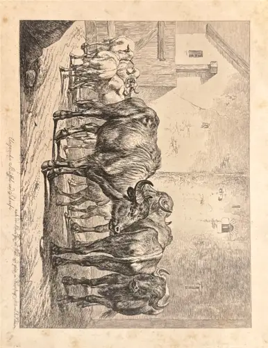 Schwarzweiß-Druck, 19. Jh.: Kühe im Stallhof; Flecken, Kratzer, Randspuren; Rückseite leer