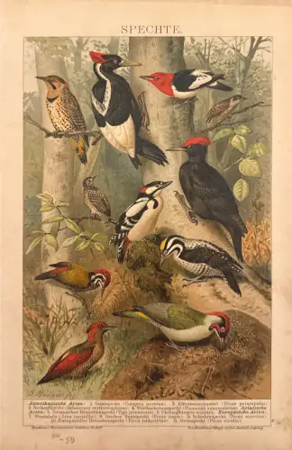 Farbdruck-Lexikontafel: „Spechte“ und „Tauben“, 19. Jh.; Rand-/Fleckspuren