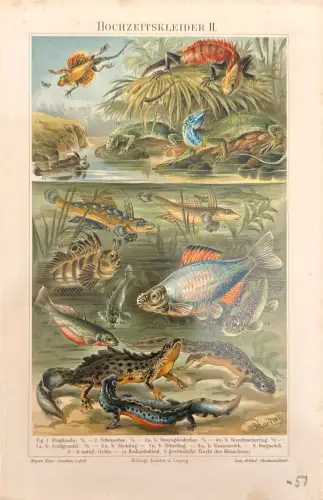 Farbdruck-Tafel Tiere (Fische, Molche, Eidechsen), Meyers Konv.-Lexikon; Randspuren