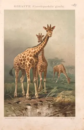 Farbdruck Brockhaus-Tafel: Giraffen in Landschaft, Flecken; Rückseite leer, Schmutzspuren