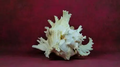 Muschel Murex Ramosus  