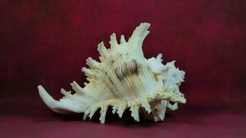 Muschel Murex Ramosus  