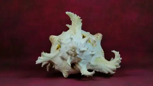 Muschel Murex Ramosus  