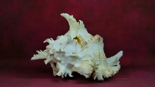 Muschel Murex Ramosus  