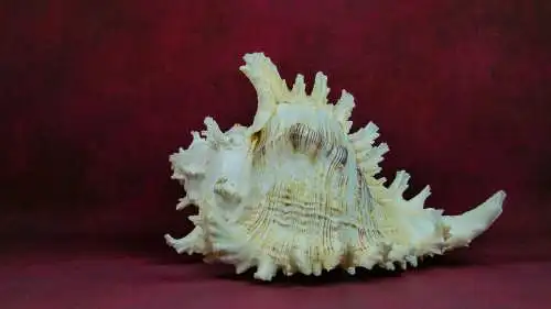 Muschel Murex Ramosus  