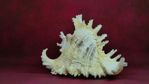 Muschel Murex Ramosus  