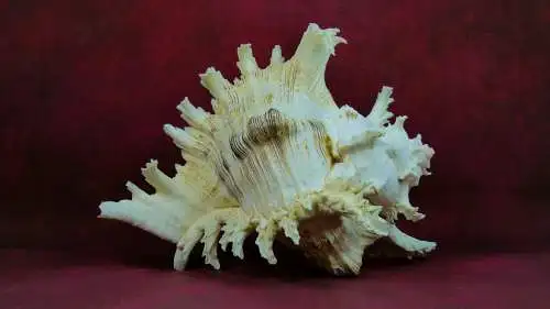 Muschel Murex Ramosus  