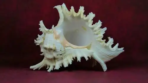 Muschel Murex Ramosus  