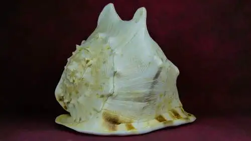 Muschel Cassis Cornuta  