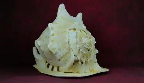 Muschel Cassis Cornuta  