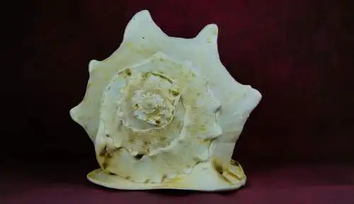 Muschel Cassis Cornuta  