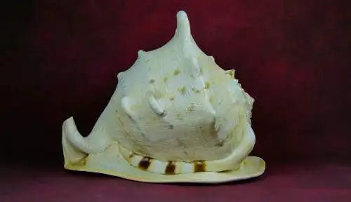 Muschel Cassis Cornuta  