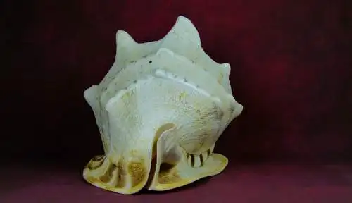 Muschel Cassis Cornuta  