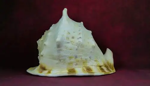 Muschel Cassis Cornuta  