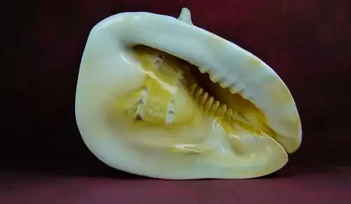 Muschel Cassis Cornuta  