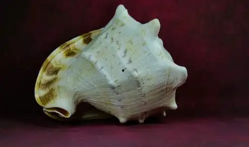 Muschel Cassis Cornuta  