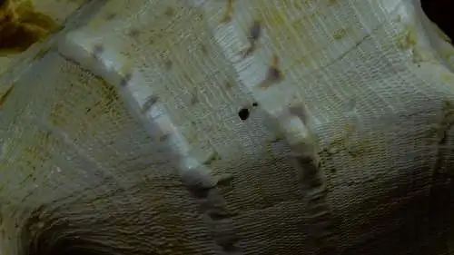 Muschel Cassis Cornuta  