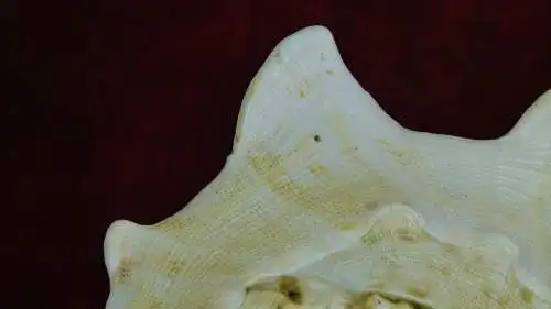 Muschel Cassis Cornuta  