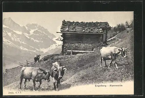 AK Engelberg, Kühe auf der Alpenweide