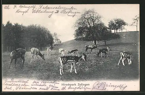 AK Zofingen, Hirschpark mit Rehen und Hirsch