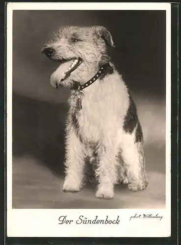 AK Rauhhaar-Terrier mit herausgestreckter Zunge