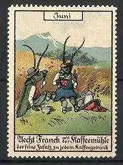 Reklamemarke "Aecht-Frank"-Kaffee-Zusatz, Monats-Serie: Juni, Grillen sitzen im Feld und trinken Kaffee