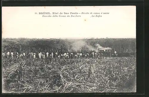 AK Sao Paulo, Récolte de canne à sucre, Raccolta della Canna da Zucchero, La Zafra