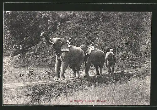AK indischer Elefant mit mächtigen Stosszähnen