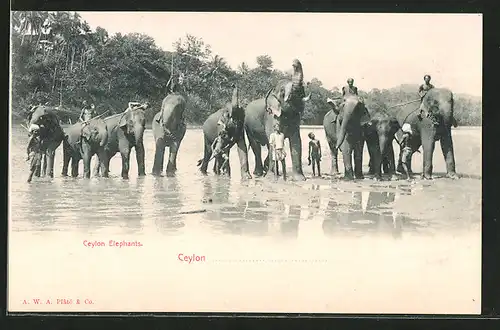 AK Singalesen mit ihren Elefanten