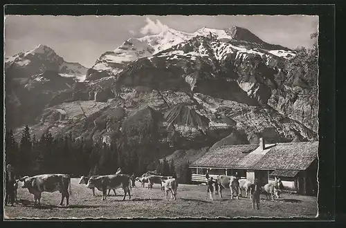 AK Kandersteg, Berghaus Läger mit Fründenhorn und Doldenhörner, Kühe