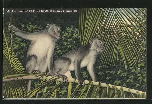 AK Miami, Monkey Jungle, Affen sitzen auf einem Ast