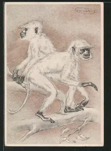 Künstler-AK Swildens: Weisse Affen auf einem Ast