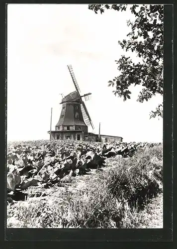 AK Klütz, Blick zur Windmühle