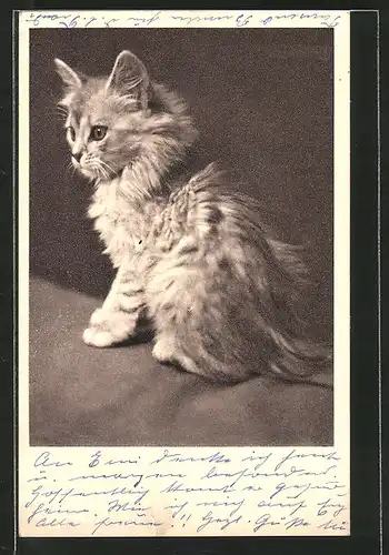 AK Tierschutzverein Wien, junge Katze mit wuscheligem Fell