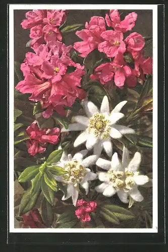 AK Edelweiss und Rostblättrige Alpenrose