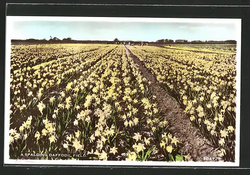AK Lincoln, Feld mit Narzissen, A Spalding Daffodil Field