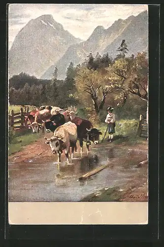 AK Bauer treibt seine Kühe durch einen Bach