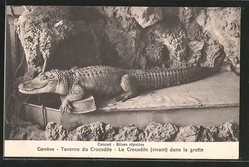 AK Geneve, Taverne du Crocodile, Le Crocodile dans la grotte - Krokodil