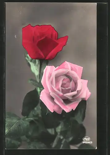 Foto-AK Amag Nr. 64596/5: Weisse und rote Rose