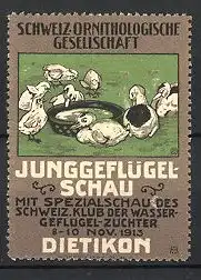 Reklamemarke Dieitkon, Junggeflügel-Schau 1913, Junggeflügel, Küken mit Wasserschale