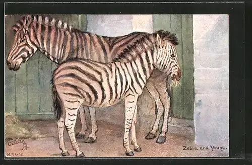 Künstler-AK Zebra and Young, Zebra mit Fohlen im Zoo