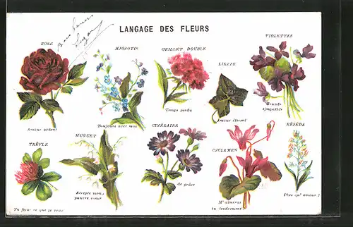 Lithographie Langage des Fleurs, Blumensprache, Rose, Mjosotis, Oeillet Double, Liezze, Violette