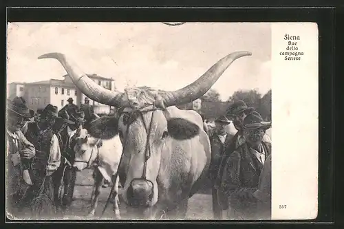 AK Siena, Bue della campagna Senese, Bauern mit einem Stier