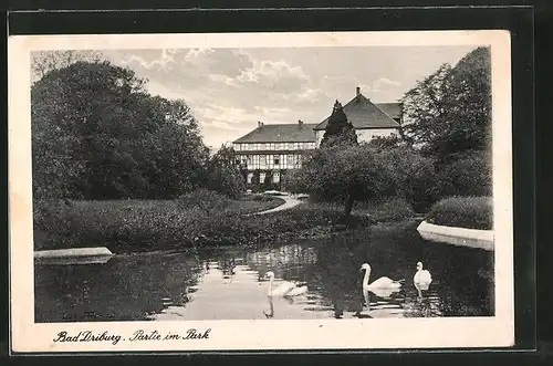 AK Bad Driburg, Partie im Park, Schwäne