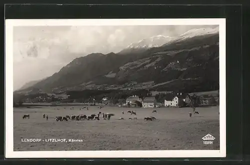 AK Litzlhof, Blick zum Ort, Kühe
