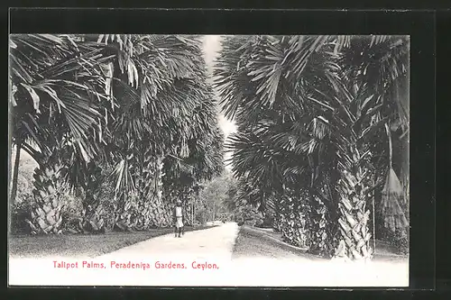 AK Peradeniya, Talipot Palms in Peradeniya Gardens