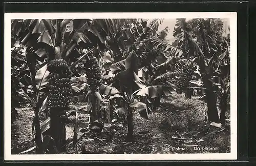 AK Las Palmas, auf einer Bananen-Plantage