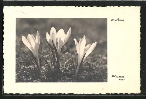 AK Krokusse blühen auf der Wiese